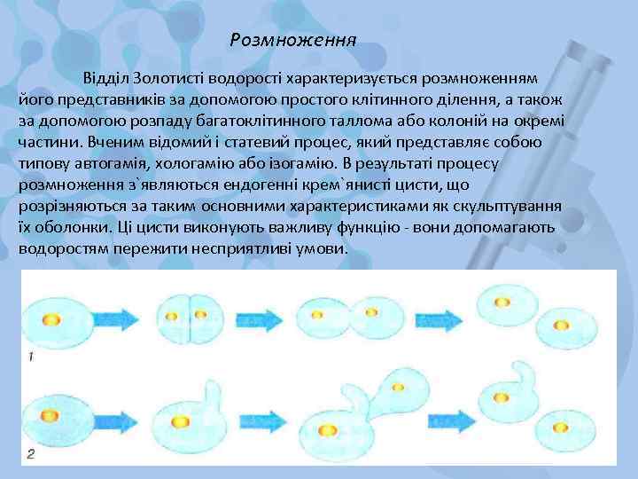 Розмноження Відділ Золотисті водорості характеризується розмноженням його представників за допомогою простого клітинного ділення, а