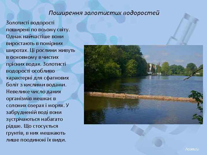 Поширення золотистих водоростей Золотисті водорості поширені по всьому світу. Однак найчастіше вони виростають в