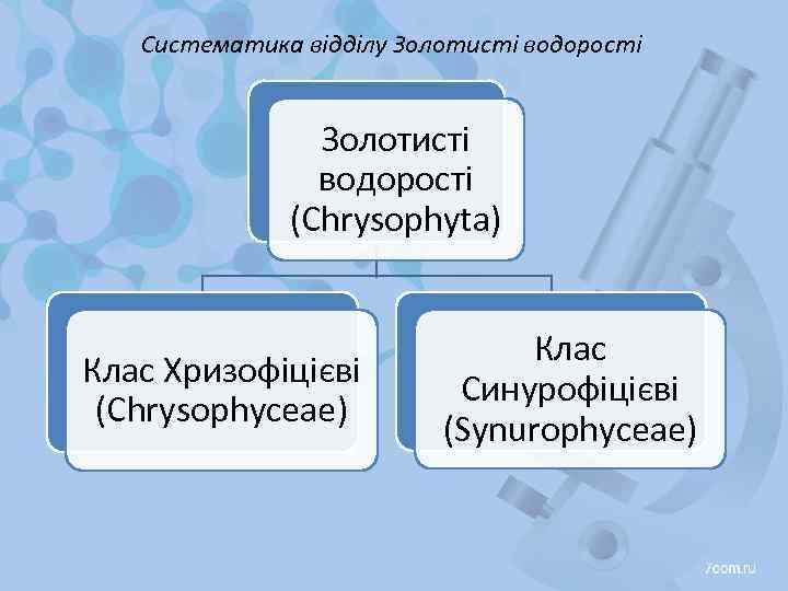 Систематика відділу Золотисті водорості (Chrysophyta) Клас Хризофіцієві (Chrysophyceae) Клас Синурофіцієві (Synurophyceae) 