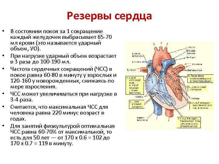 Какого значение сердца. Резервы сердца. Сердечный резерв. Функциональный резерв сердца. Состояние покоя сердца.