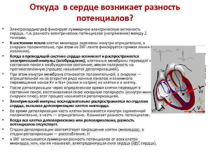 Схема электрической активности сердца является материальной моделью информационной моделью