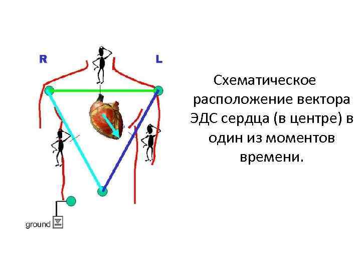 Презентация основы электрокардиографии