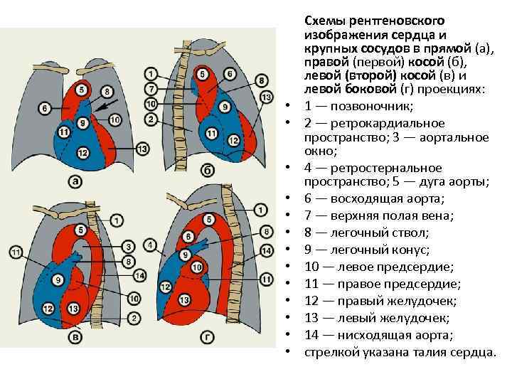 Проекция дуги