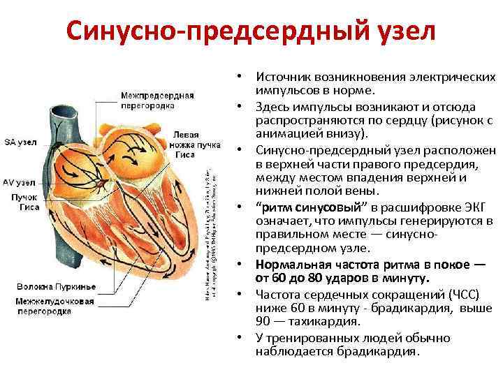 Проекция правого предсердно желудочкового отверстия на переднюю грудную стенку