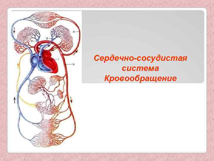 Сердечно-сосудистая система Кровообращение 