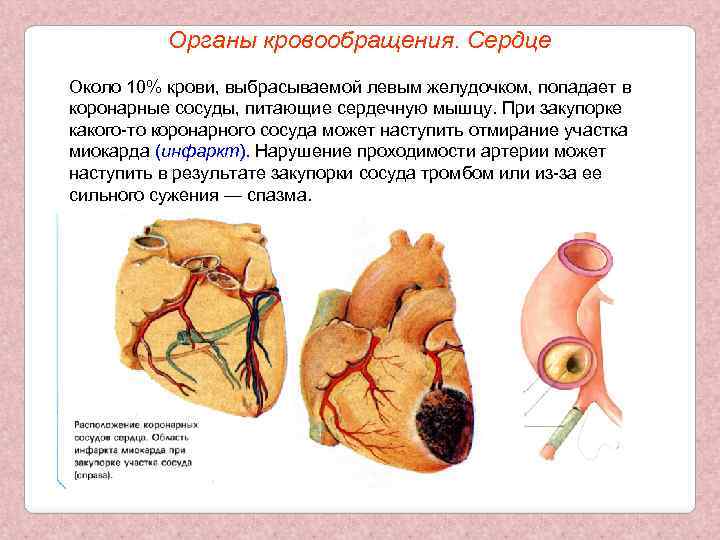 Органы кровообращения. Сердце Около 10% крови, выбрасываемой левым желудочком, попадает в коронарные сосуды, питающие