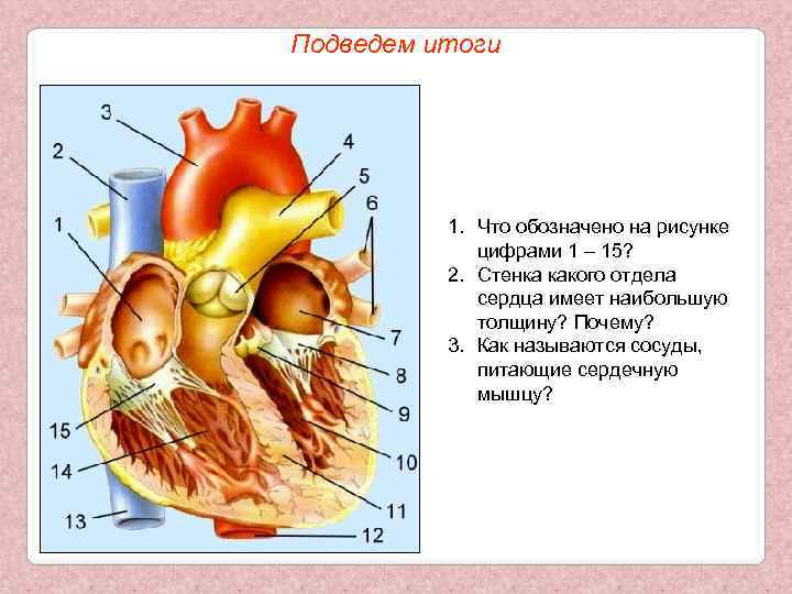 Подведем итоги 1. Что обозначено на рисунке цифрами 1 – 15? 2. Стенка какого