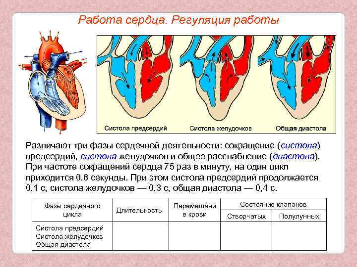 Работа сердца. Регуляция работы Различают три фазы сердечной деятельности: сокращение (систола) предсердий, систола желудочков