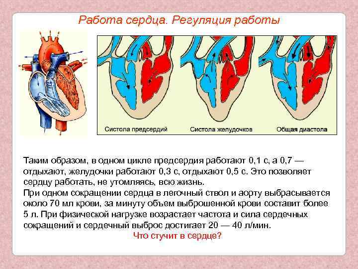 Работа сердца. Регуляция работы Таким образом, в одном цикле предсердия работают 0, 1 с,