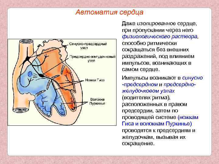 Автоматия сердца Даже изолированное сердце, при пропускании через него физиологического раствора, способно ритмически сокращаться