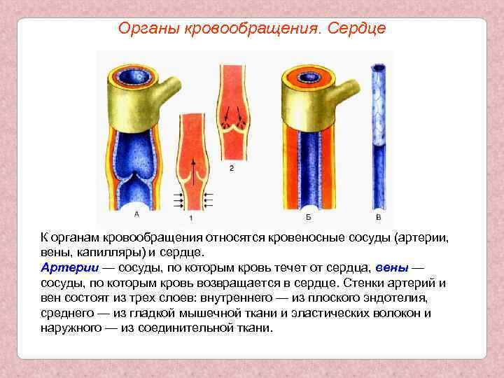 Органы кровообращения. Сердце К органам кровообращения относятся кровеносные сосуды (артерии, вены, капилляры) и сердце.