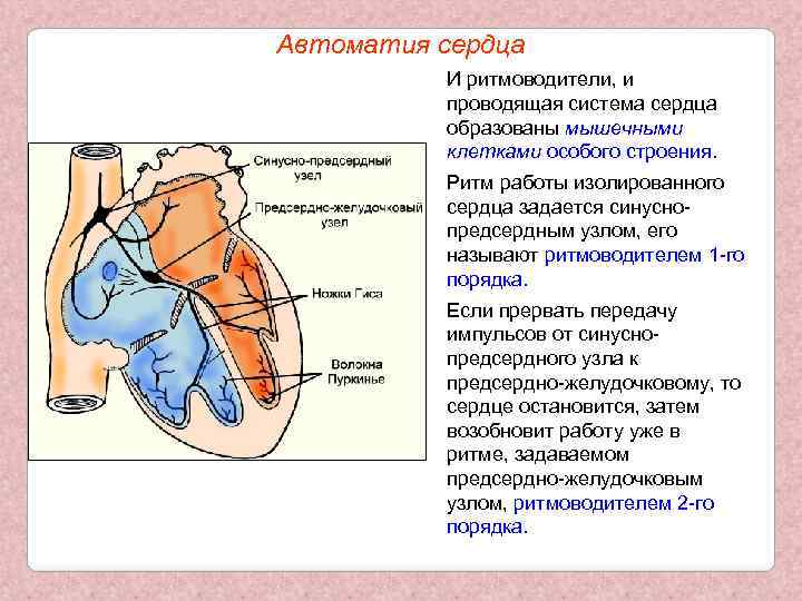 Автоматия сердца И ритмоводители, и проводящая система сердца образованы мышечными клетками особого строения. Ритм