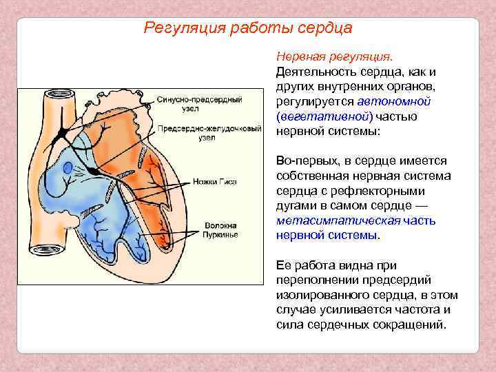 Регуляция работы сердца Нервная регуляция. Деятельность сердца, как и других внутренних органов, регулируется автономной