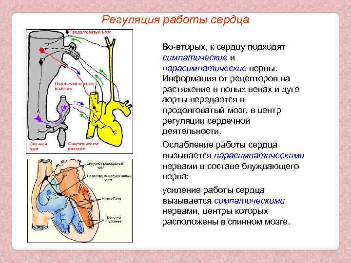 Регуляция работы сердца Во-вторых, к сердцу подходят симпатические и парасимпатические нервы. Информация от рецепторов