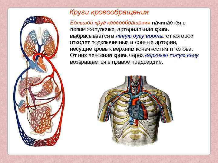 Круги кровообращения Большой круг кровообращения начинается в левом желудочке, артериальная кровь выбрасывается в левую