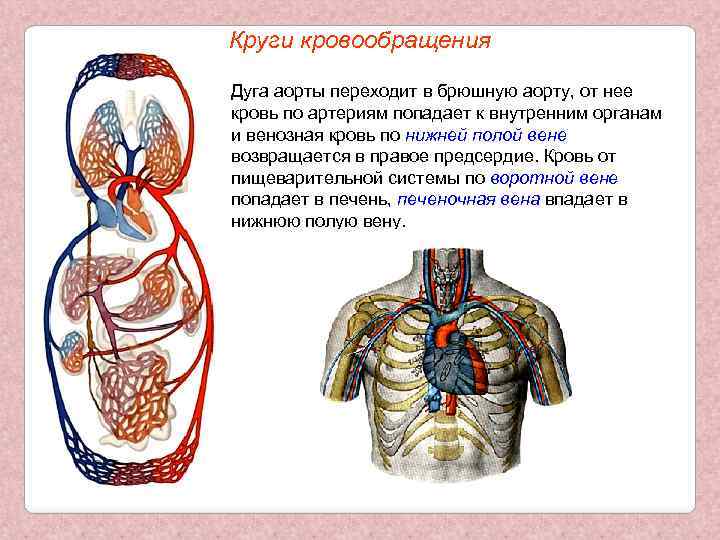 Круги кровообращения Дуга аорты переходит в брюшную аорту, от нее кровь по артериям попадает