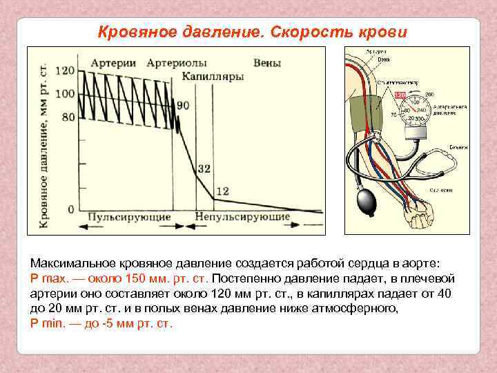 Кровяное давление. Скорость крови Максимальное кровяное давление создается работой сердца в аорте: P max.