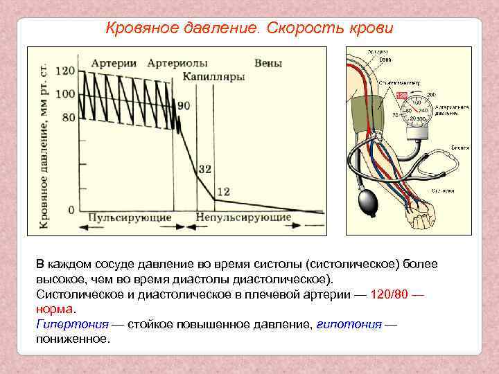 Кровяное давление. Скорость крови В каждом сосуде давление во время систолы (систолическое) более высокое,