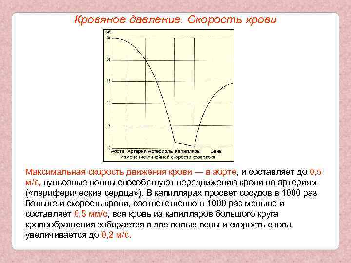 Кровяное давление. Скорость крови Максимальная скорость движения крови — в аорте, и составляет до