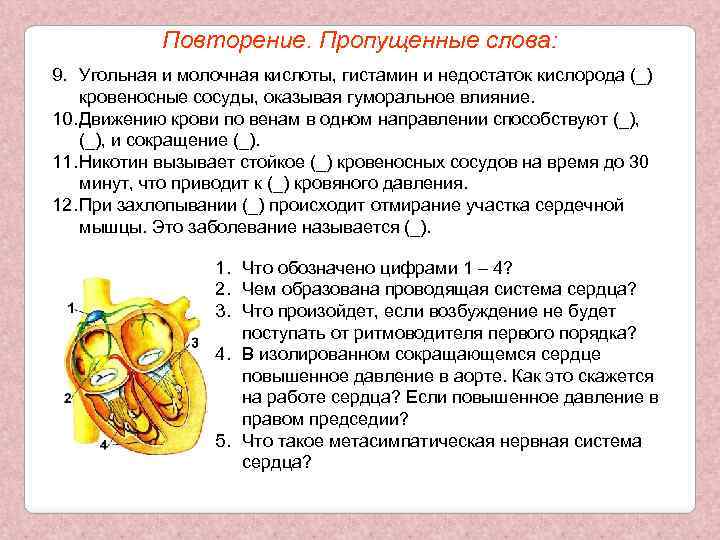 Повторение. Пропущенные слова: 9. Угольная и молочная кислоты, гистамин и недостаток кислорода (_) кровеносные