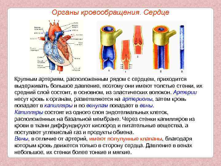 Органы кровообращения. Сердце Крупным артериям, расположенным рядом с сердцем, приходится выдерживать большое давление, поэтому