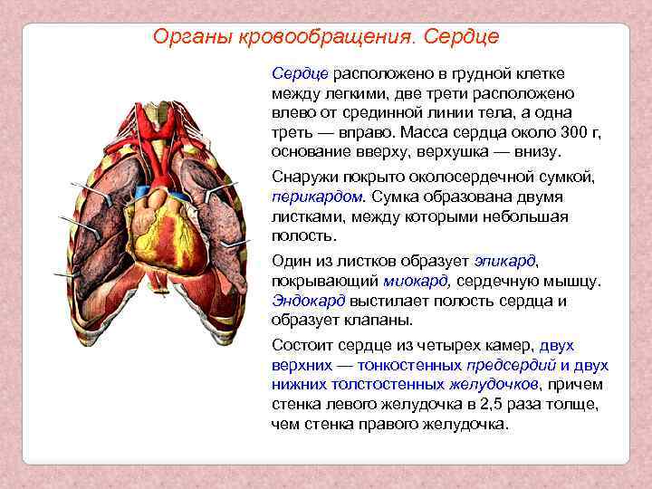 Органы кровообращения. Сердце расположено в грудной клетке между легкими, две трети расположено влево от