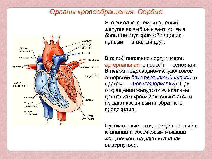 Какой цифрой на рисунке обозначена камера сердца в которую кровь поступает из большого круга