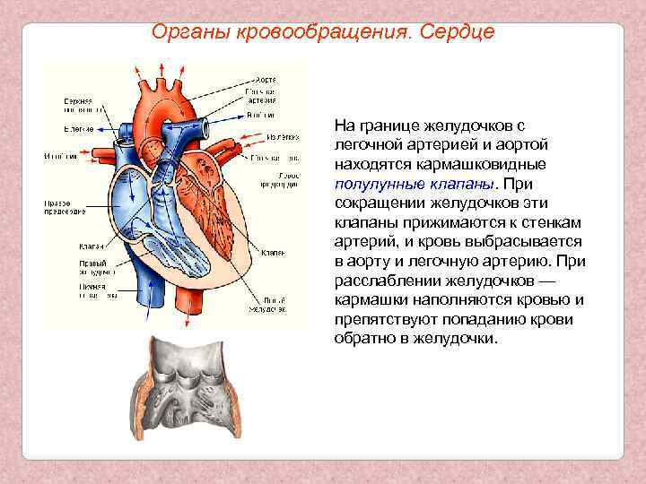 Органы кровообращения. Сердце На границе желудочков с легочной артерией и аортой находятся кармашковидные полулунные