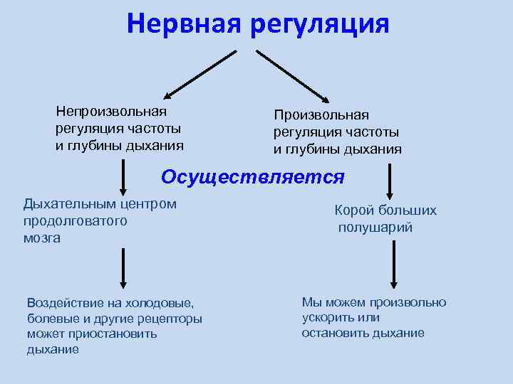 Процесс нервной регуляции. Нервная регуляция. Регуляция частоты и глубины дыхания осуществляется. Нервная регуляция нервная регуляция дыхания. Произвольная и непроизвольная регуляция.