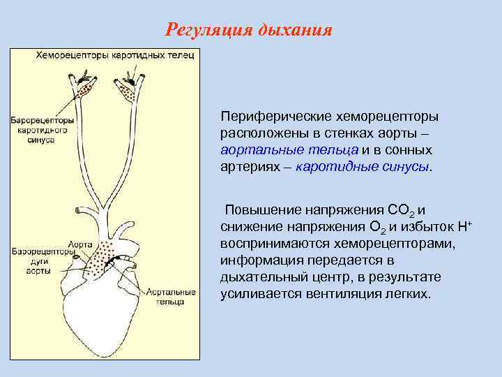 Роль хеморецепторов в регуляции дыхания