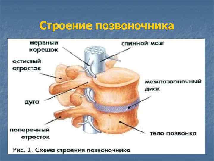 Строение позвоночника 