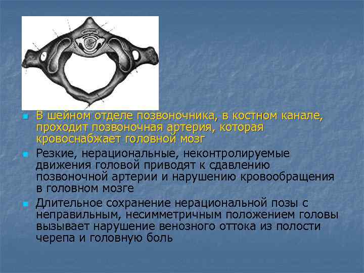 n n n В шейном отделе позвоночника, в костном канале, проходит позвоночная артерия, которая