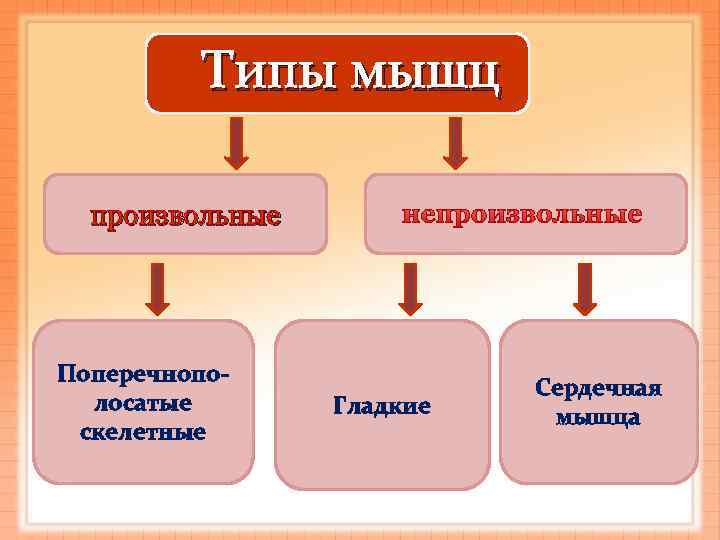 Произвольные мышцы. Химический состав опорно двигательной системы. Первая опорная структура. Опорные структуры.