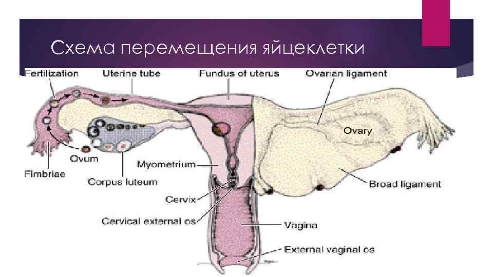 Схема перемещения яйцеклетки 