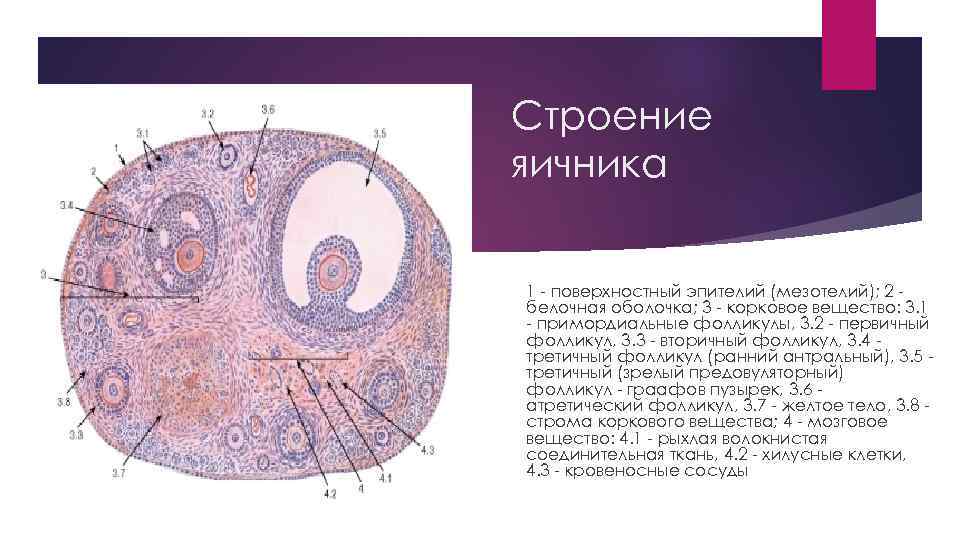 Строение яичника 1 - поверхностный эпителий (мезотелий); 2 белочная оболочка; 3 - корковое вещество: