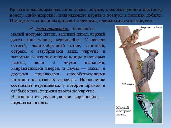 Крылья соколообразных либо узкие, острые, способствующие быстрому полету, либо широкие, позволяющие парить в воздухе