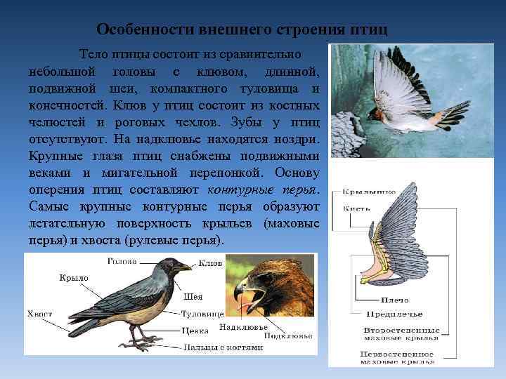 Особенности внешнего строения птиц Тело птицы состоит из сравнительно небольшой головы с клювом, длинной,