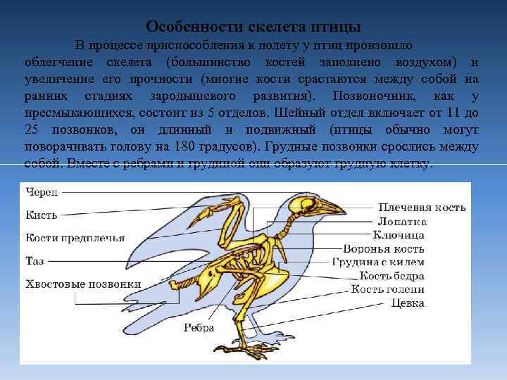 Вывод об особенностях строения скелета птиц