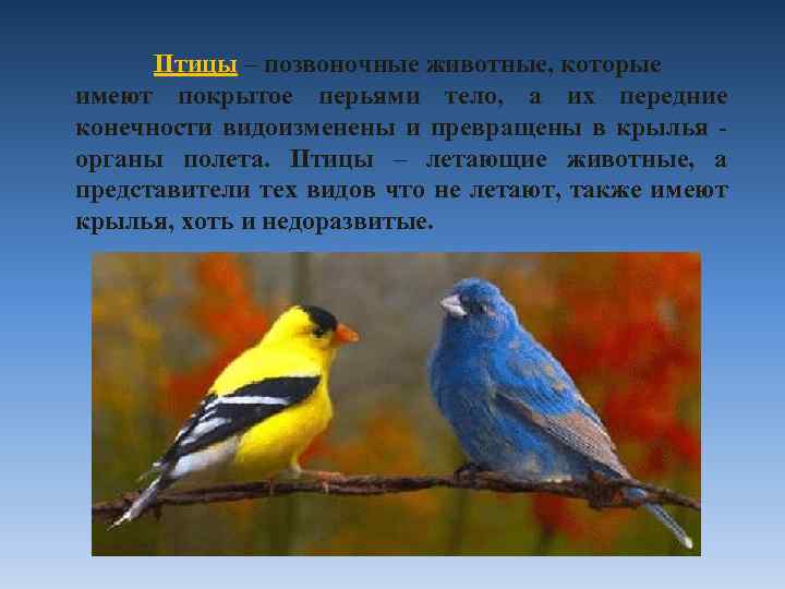 Птицы – позвоночные животные, которые имеют покрытое перьями тело, а их передние конечности видоизменены