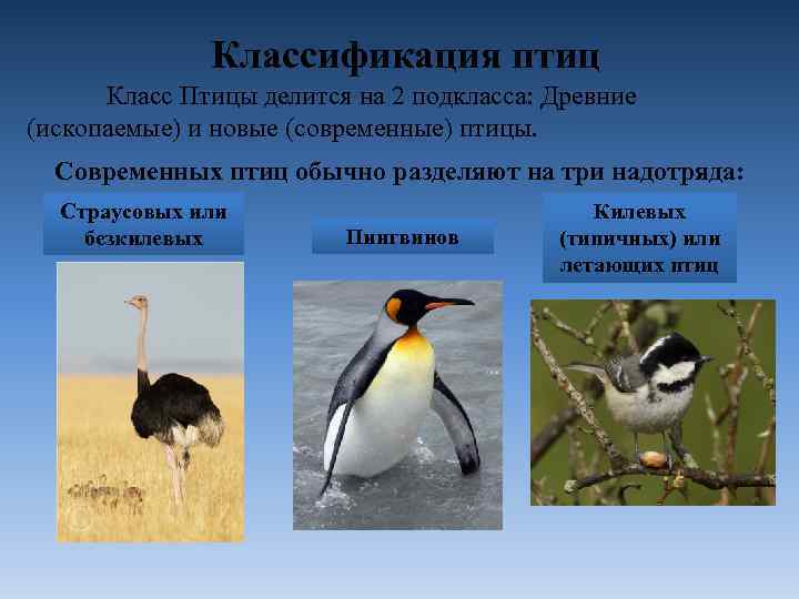 Информация класс птиц