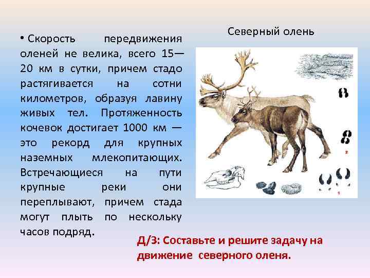 Северный олень • Скорость передвижения оленей не велика, всего 15— 20 км в сутки,