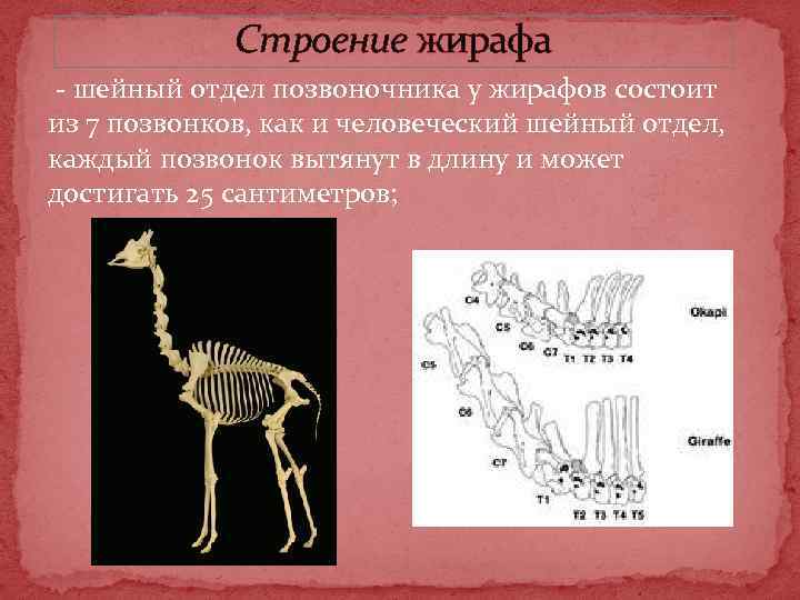 Строение жирафа - шейный отдел позвоночника у жирафов состоит из 7 позвонков, как и