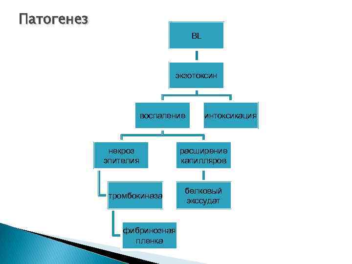 Патогенез BL экзотоксин воспаление некроз эпителия тромбокиназа фибринозная пленка интоксикация расширение капилляров белковый экссудат