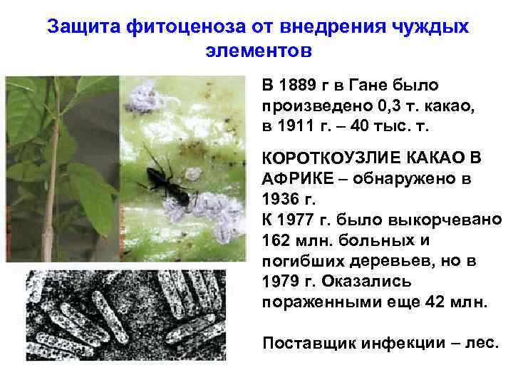 Защита фитоценоза от внедрения чуждых элементов В 1889 г в Гане было произведено 0,