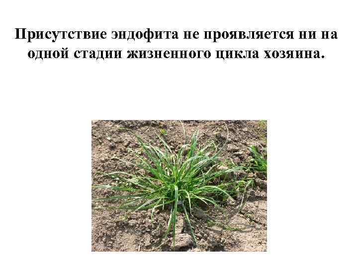 Присутствие эндофита не проявляется ни на одной стадии жизненного цикла хозяина. 