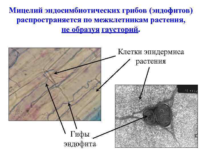 Мицелий эндосимбиотических грибов (эндофитов) распространяется по межклетникам растения, не образуя гаусторий. Клетки эпидермиса растения