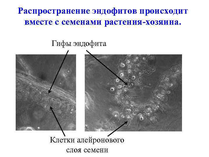 Распространение эндофитов происходит вместе с семенами растения-хозяина. Гифы эндофита Клетки алейронового слоя семени 