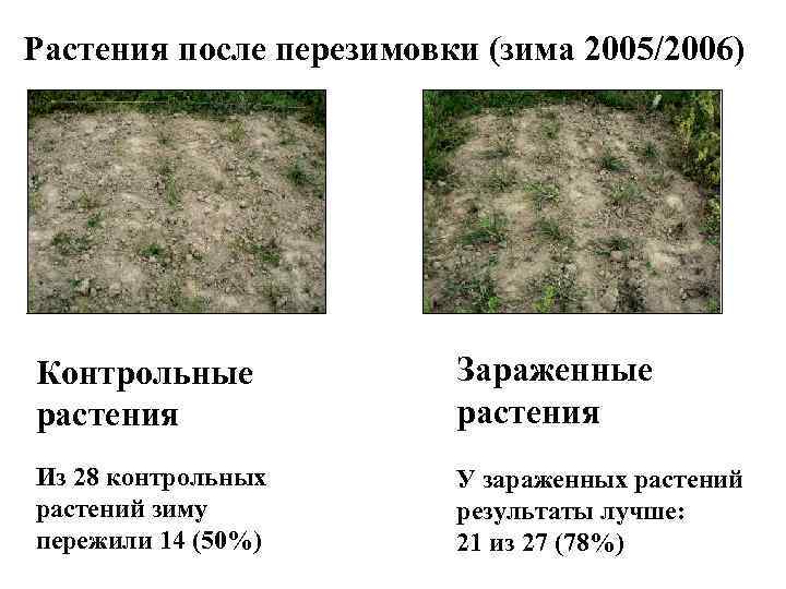 Растения после перезимовки (зима 2005/2006) Контрольные растения Зараженные растения Из 28 контрольных растений зиму