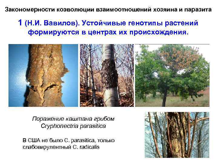 Закономерности коэволюции взаимоотношений хозяина и паразита 1 (Н. И. Вавилов). Устойчивые генотипы растений формируются