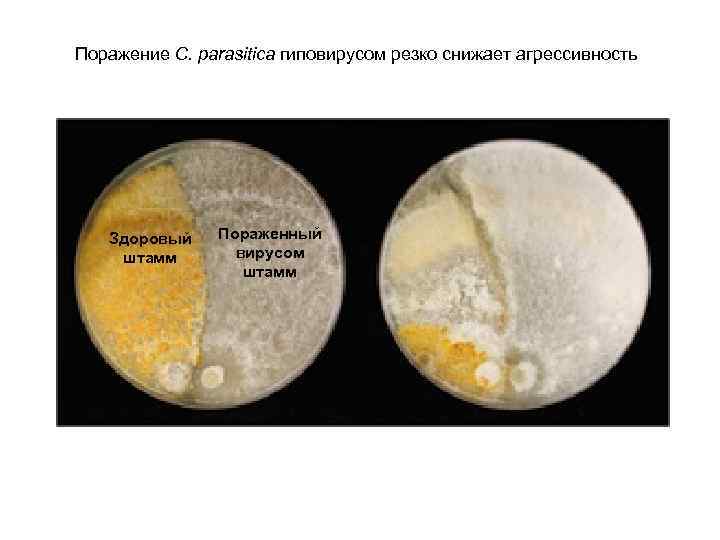 Поражение C. parasitica гиповирусом резко снижает агрессивность Здоровый штамм Пораженный вирусом штамм 